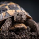 parassiti-in-testuggini