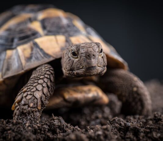 Parassiti delle testuggini: quali sono e come evitarli parassiti-in-testuggini
