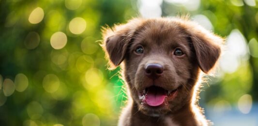 prevenzione-cucciolo-cane