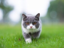 quanto-vive-un-gatto-nel-prato