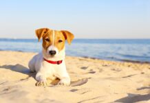 cane-al-mare-fastidio-a-occhi