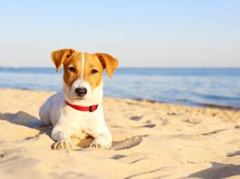 cane-al-mare-fastidio-a-occhi