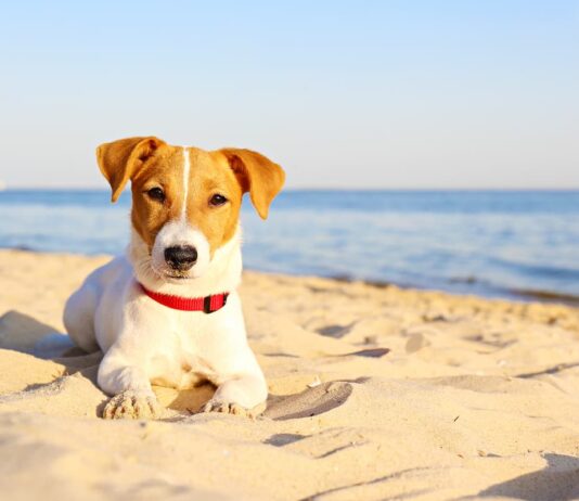 Al mare con il cane: attenzione al benessere dei suoi occhi cane-al-mare-fastidio-a-occhi