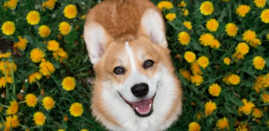 cane-in-mezzo-piante-e-fiori