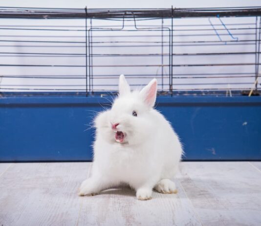 Aggressività nel coniglio: perché morde e cosa fare? coniglio-che-morde