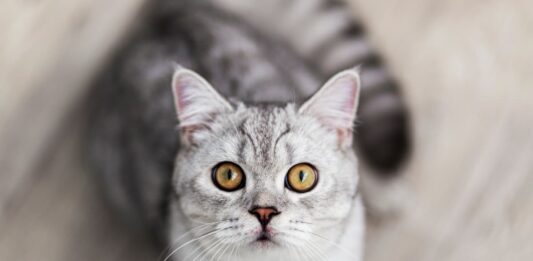 equilibrio-e-benessere-nel-gatto
