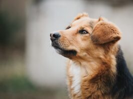 Il 29 giugno è la Giornata mondiale contro l’abbandono giornata-contro-abbandono-cane
