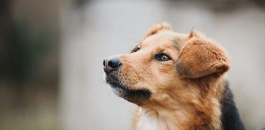 giornata-contro-abbandono-cane