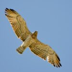 rapace-in-volo