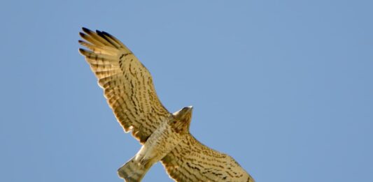 rapace-in-volo