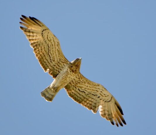 rapace-in-volo