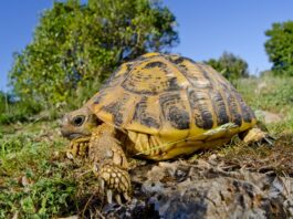 Rettili presenti in Italia in natura rettili-italia-Testudo-hermanni