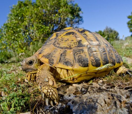 Rettili presenti in Italia in natura rettili-italia-Testudo-hermanni
