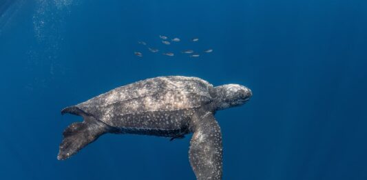 La tartaruga liuto: habitat, alimentazione e curiosità tartaruga-liuto