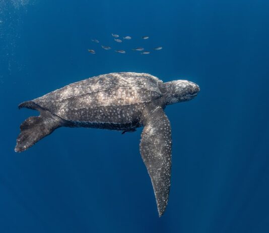 La tartaruga liuto: habitat, alimentazione e curiosità tartaruga-liuto