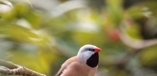 Diamante coda lunga: alimentazione e comportamento allevamento-e-alimentazione-diamante-coda-lunga