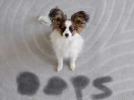 cane-che-sporca-in-casa