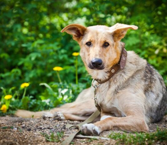 Cosa fare se il cane è morso da una vipera cane-morso-vipera