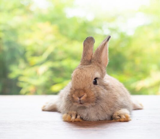 Prevenzione e gestione del colpo di calore nel coniglio colpo_calore_coniglio