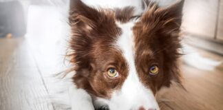 problemi-oculari-cane-in-casa