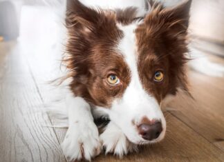 problemi-oculari-cane-in-casa