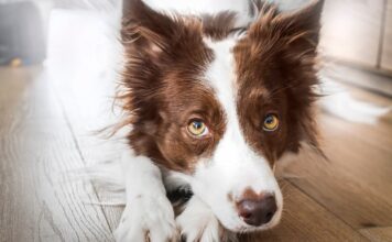 problemi-oculari-cane-in-casa