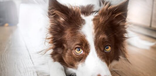 problemi-oculari-cane-in-casa