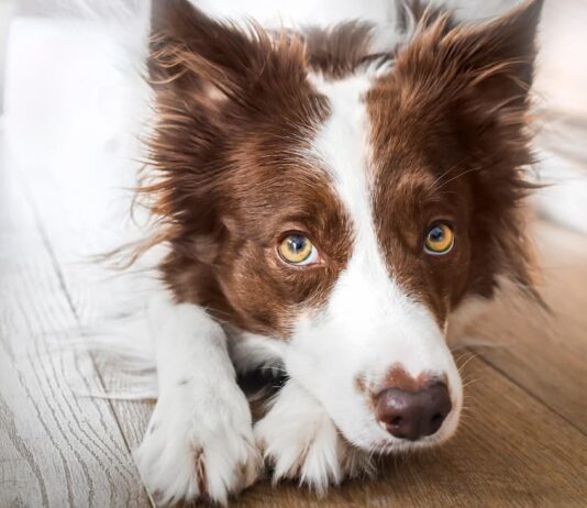 problemi-oculari-cane-in-casa