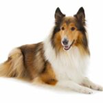 cane scotch collie