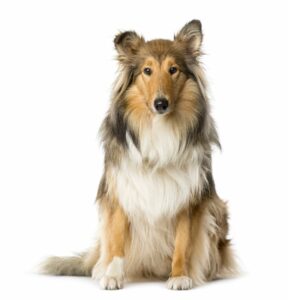 collie cane pastore scozzese