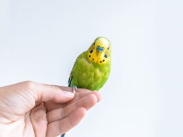 Gli esami del sangue utili alla diagnosi nei volatili domestici Esami-volatili