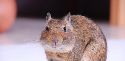 degu