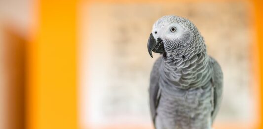 esame_sangue_uccelli_vet