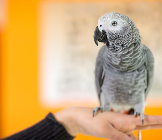 esame_sangue_uccelli_vet