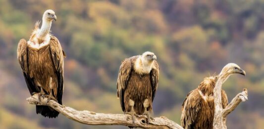 Il grifone, storia del suo ripopolamento in Italia grifone italia