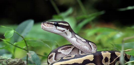 Il pitone reale e l’importanza dell’arricchimento ambientale pitone-arricchimento-ambientale