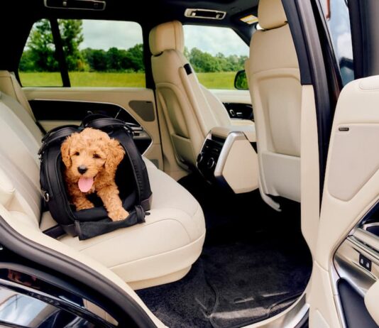 In viaggio con il pet: comfort e sicurezza non sono un optional Viaggio-in-auto-pet
