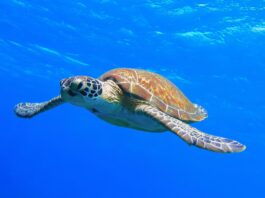 Le tartarughe marine come indice di antibioticoresistenza antibioticoresistenza tartarughe