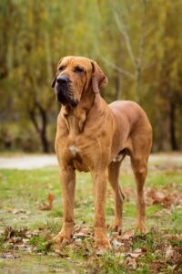cane Fila Brasileiro verticale