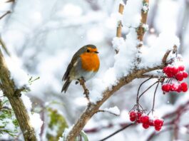 leggende animali pettirosso Natale