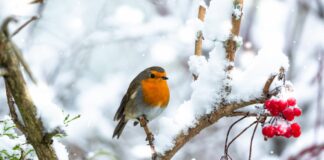 leggende animali pettirosso Natale