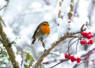 leggende animali pettirosso Natale