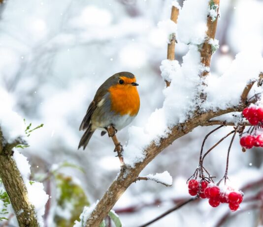leggende animali pettirosso Natale