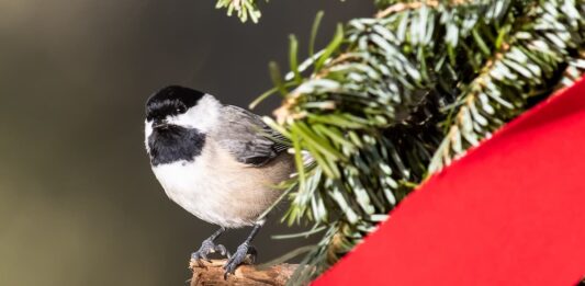 leggende animali selvatici