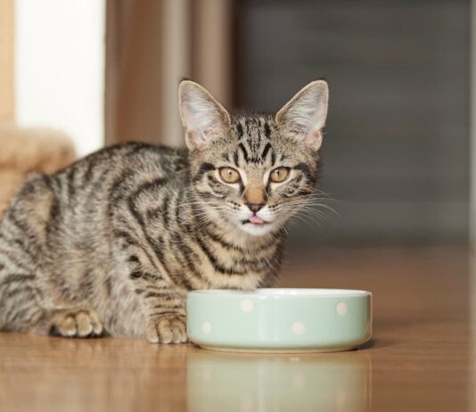 alimenti insetti gatto