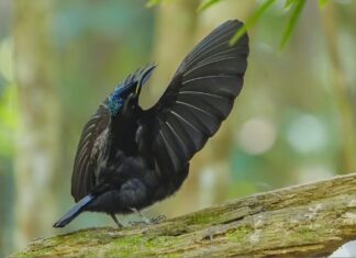 danze corteggiamento degli animali
