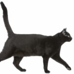 gatto nero coda alzata