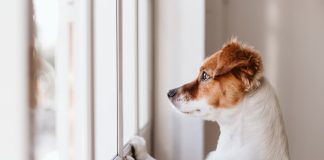 Ansia separazione cane