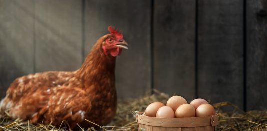 uova di gallina