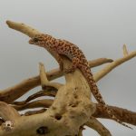 geco terrario AtthisSecretGarden